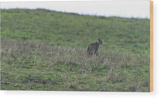 Bobcat in Grassy Field Wood Print