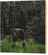 Elk Grazing In A Sunlit Forest In Grand Teton National Park Wood Print