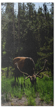 Wildlife Bath Towels