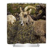 Bighorn Sheep in Zion National Park Shower Curtain by Brandon Wichmann