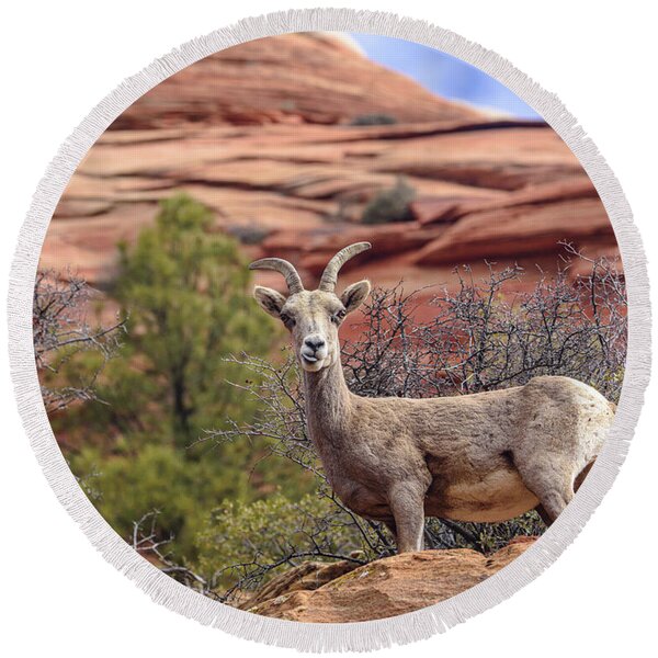 Big Horn Sheep In Zion National Park Round Beach Towel