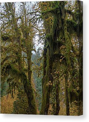 Tree Canvas Prints