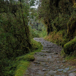 Moss-Covered Path Through Lush Forest on the Inca Trail by Brandon Wichmann Moss-Covered Path Through Lush Forest on the Inca Trail by Brandon Wichmann