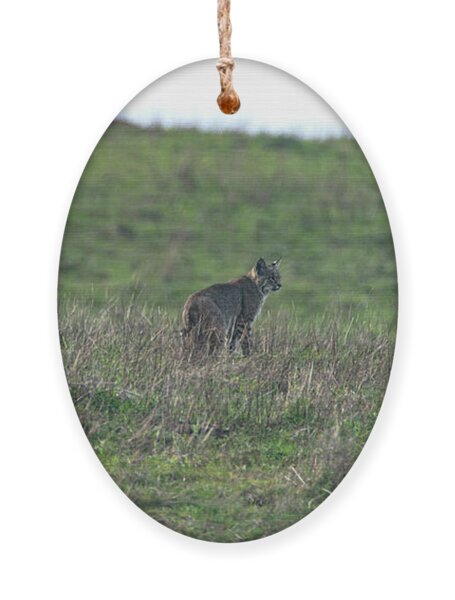 Bobcat in Point Reyes Ornament by Brandon Wichmann