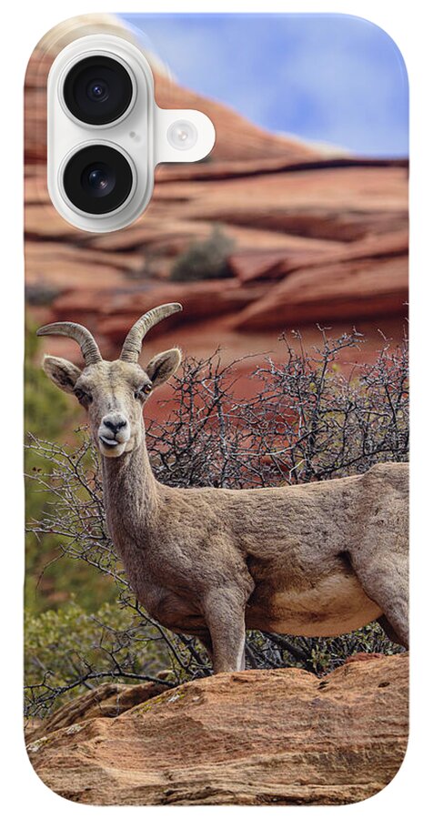 Big Horn Sheep In Zion National Park iPhone Case
