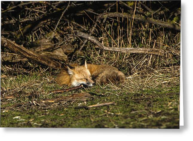 Peaceful Fox In Sunlit Meadow Greeting Card