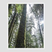 Majestic Forest Canopy In Olympic National Park Sticker