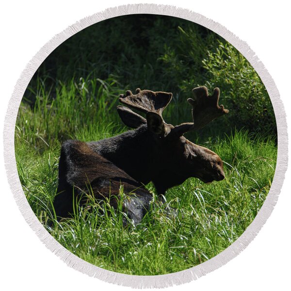 Moose Resting In Sunlit Meadow In Grand Teton National Park Round Beach Towel
