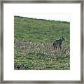 Bobcat in Grassy Field Framed Print