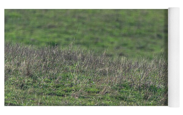 Bobcat in Point Reyes Yoga Mat by Brandon Wichmann