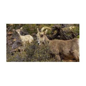 Bighorn Sheep in Zion National Park by Brandon Wichmann Bighorn Sheep in Zion National Park by Brandon Wichmann