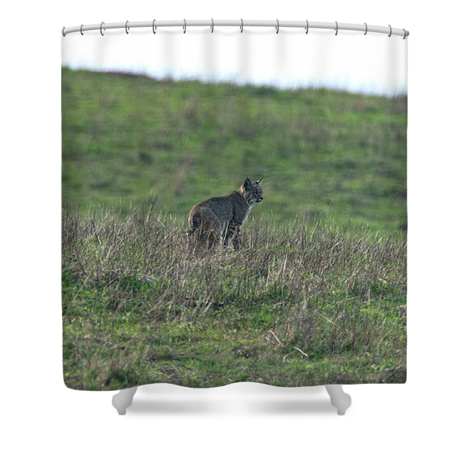 Bobcat in Grassy Field Shower Curtain