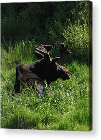 Shop for Wildlife Acrylic Prints