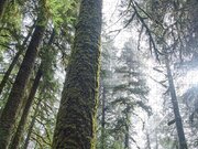 Majestic Forest Canopy In Olympic National Park Jigsaw Puzzle