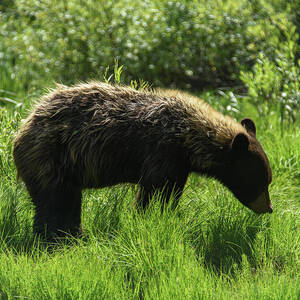 Solitary Bear in Grand Teton National Park by Brandon Wichmann Solitary Bear in Grand Teton National Park by Brandon Wichmann