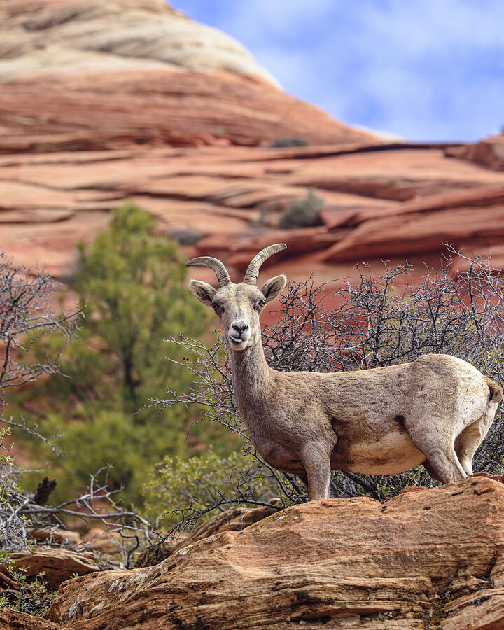 Big Horn Sheep in Zion National Park Photograph by Brandon Wichmann