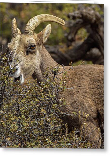Bighorn Sheep in Zion National Park Greeting Card by Brandon Wichmann