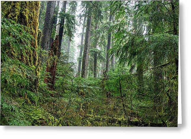 Misty Forest Silhouettes In Olympic National Park Greeting Card