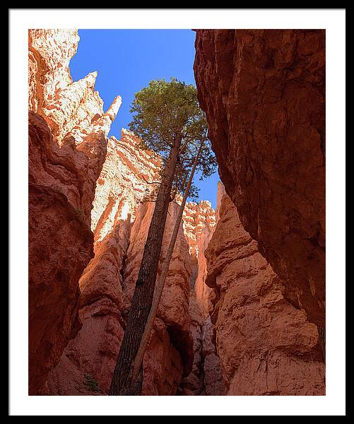 Tree Reaches Skyward In Bryce Canyon National Park Framed Print