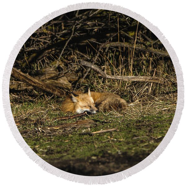 Peaceful Fox In Sunlit Meadow Round Beach Towel