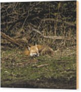 Peaceful Fox In Sunlit Meadow Wood Print