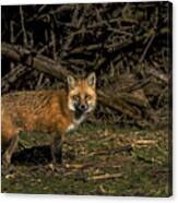 Fox In Sunlit Forest Clearing Canvas Print