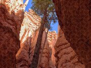 Tree Reaches Skyward In Bryce Canyon National Park Jigsaw Puzzle