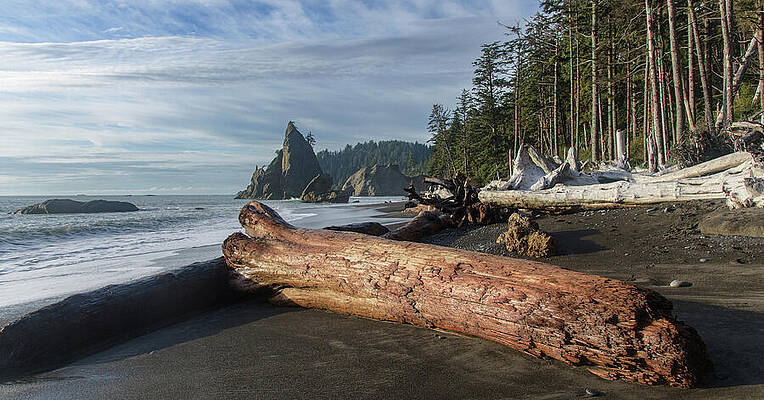 Driftwood on a Pebbled Beach Wall Art