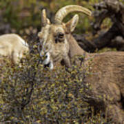 Mountain Goats in Natural Habitat Art Print