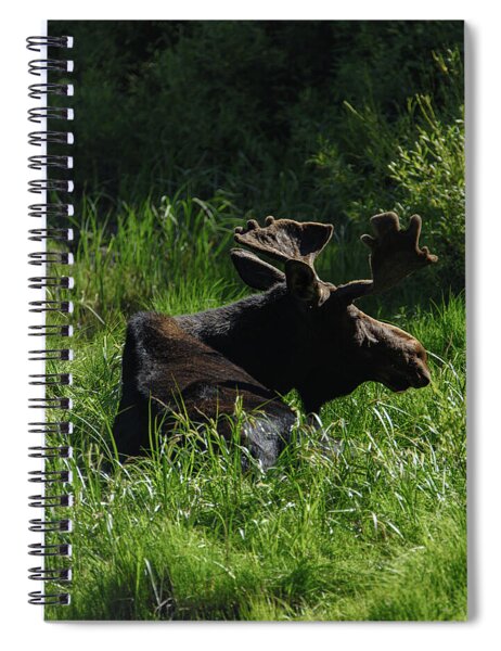 Moose Resting In Sunlit Meadow In Grand Teton National Park Spiral Notebook