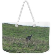 Bobcat in Point Reyes Weekender Tote Bag by Brandon Wichmann