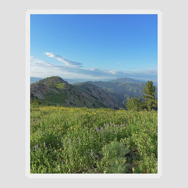 Mountain View with Wildflowers Sticker