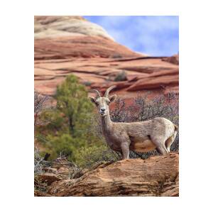 Big Horn Sheep in Zion National Park by Brandon Wichmann