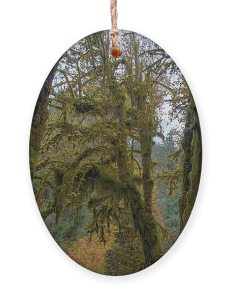 Moss-Covered Forest Trees Ornament