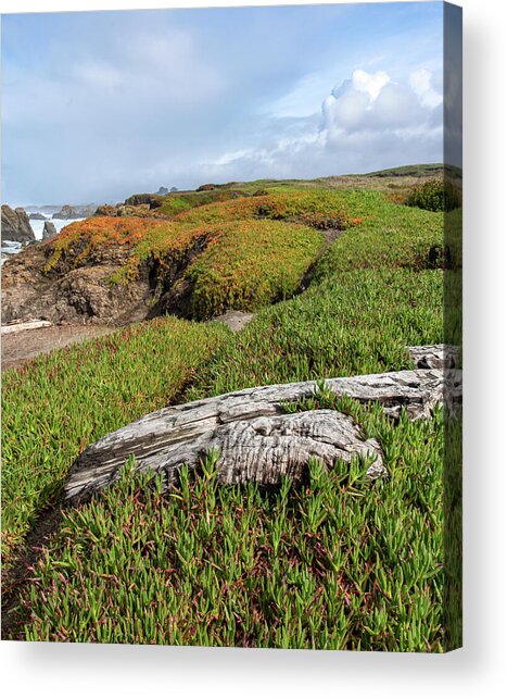 Coastal Landscape with Driftwood Acrylic Print