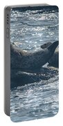 Seals Resting On Rocky Shoreline Portable Battery Charger