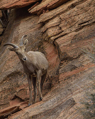 Nature Wall Art featuring the photograph Bighorn Sheep On Rocky Terrain by Brandon Wichmann