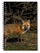 Fox In Sunlit Forest Clearing Spiral Notebook