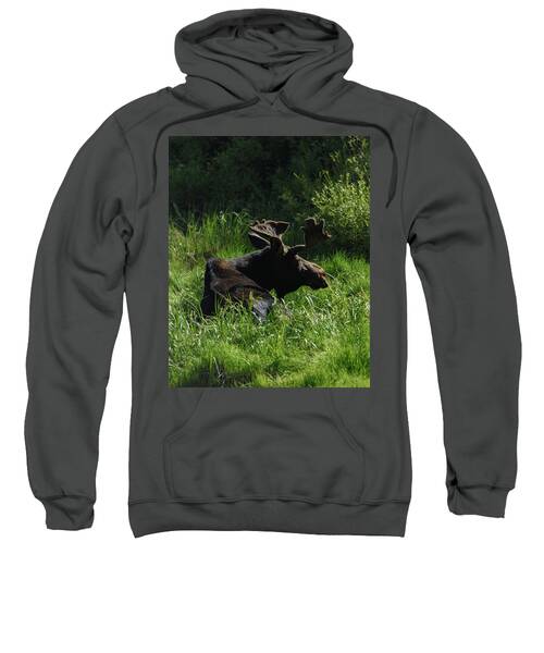 Moose Resting In Sunlit Meadow In Grand Teton National Park Sweatshirt