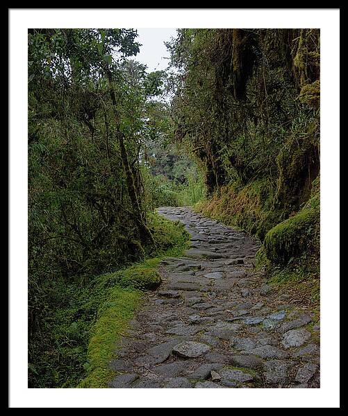 Moss-covered Path Through Lush Forest On The Inca Trail Framed Print