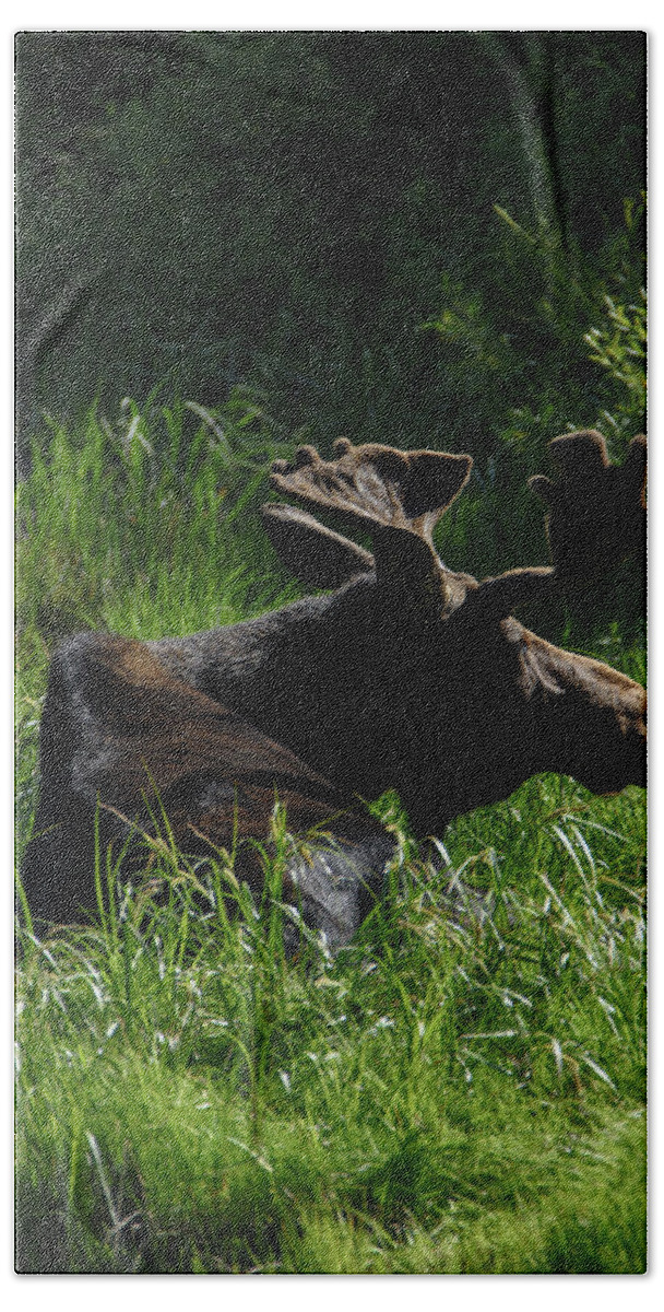 Moose Resting In Sunlit Meadow In Grand Teton National Park Bath Towel