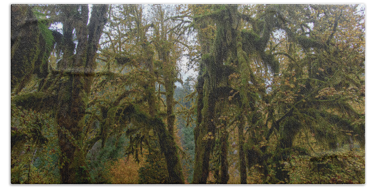 Moss-Covered Forest Trees Hand Towel