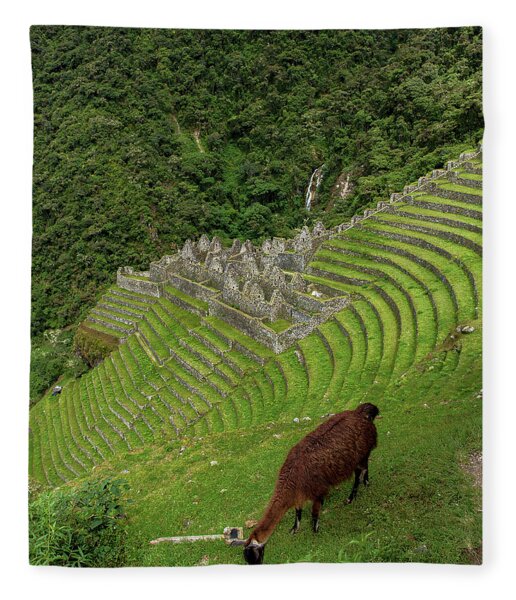 Winay Wayna With Grazing Llama Fleece Blanket