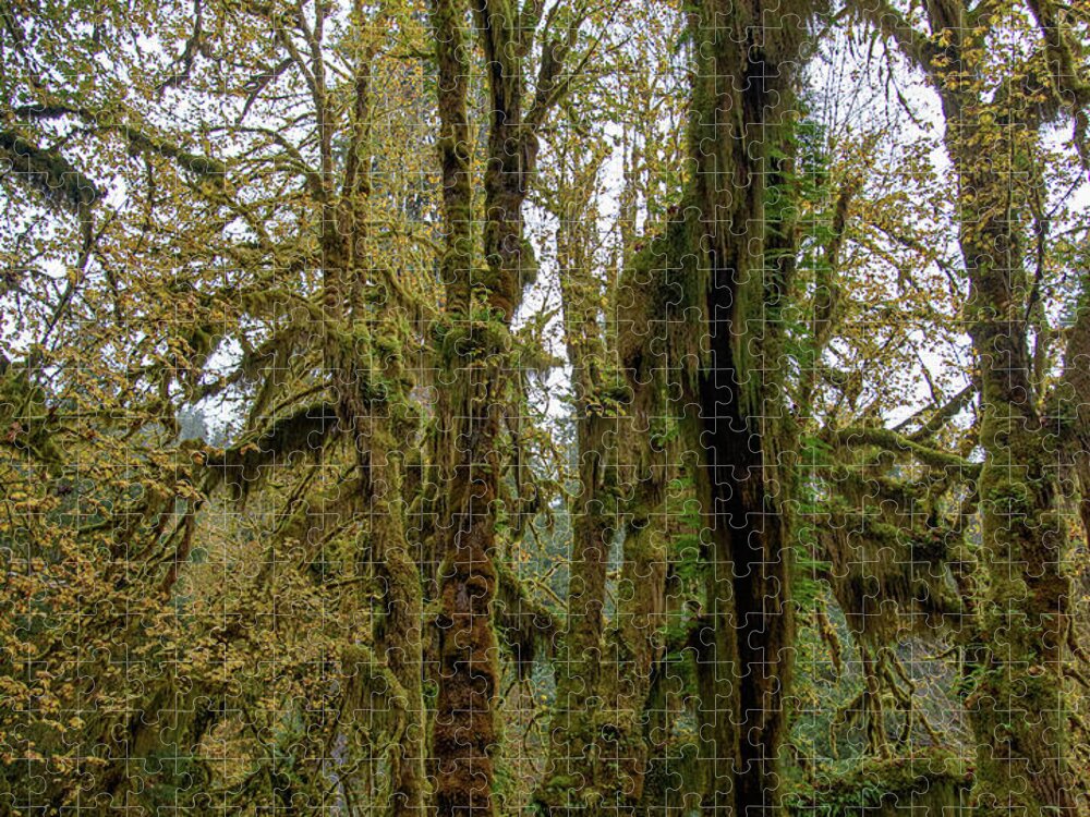 Moss-Covered Trees in a Dense Forest Jigsaw Puzzle