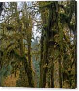 Moss-Covered Forest Trees Canvas Print