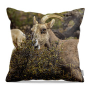 Bighorn Sheep in Zion National Park Throw Pillow by Brandon Wichmann