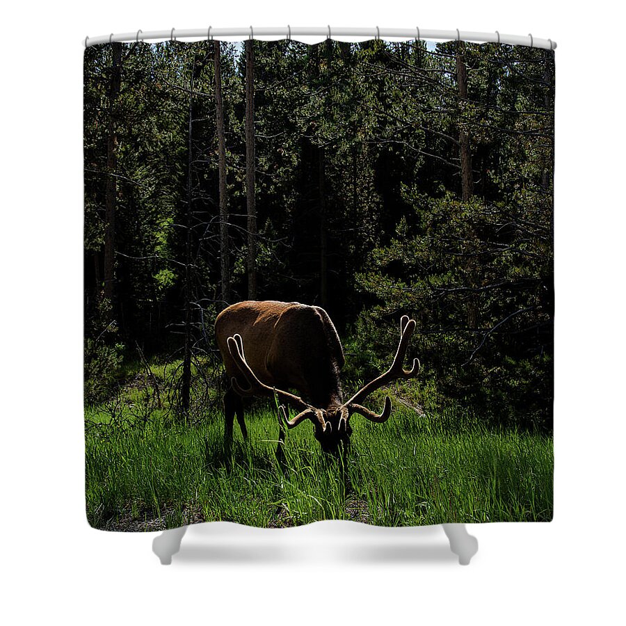 Elk Grazing In A Sunlit Forest In Grand Teton National Park Shower Curtain