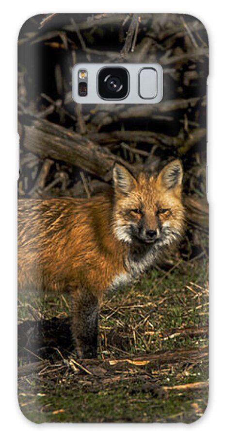 Fox In Sunlit Forest Clearing Galaxy Case