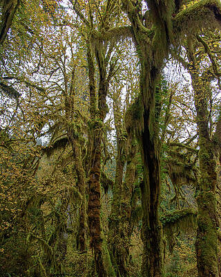 Moss-Covered Trees in a Dense Forest Wall Art