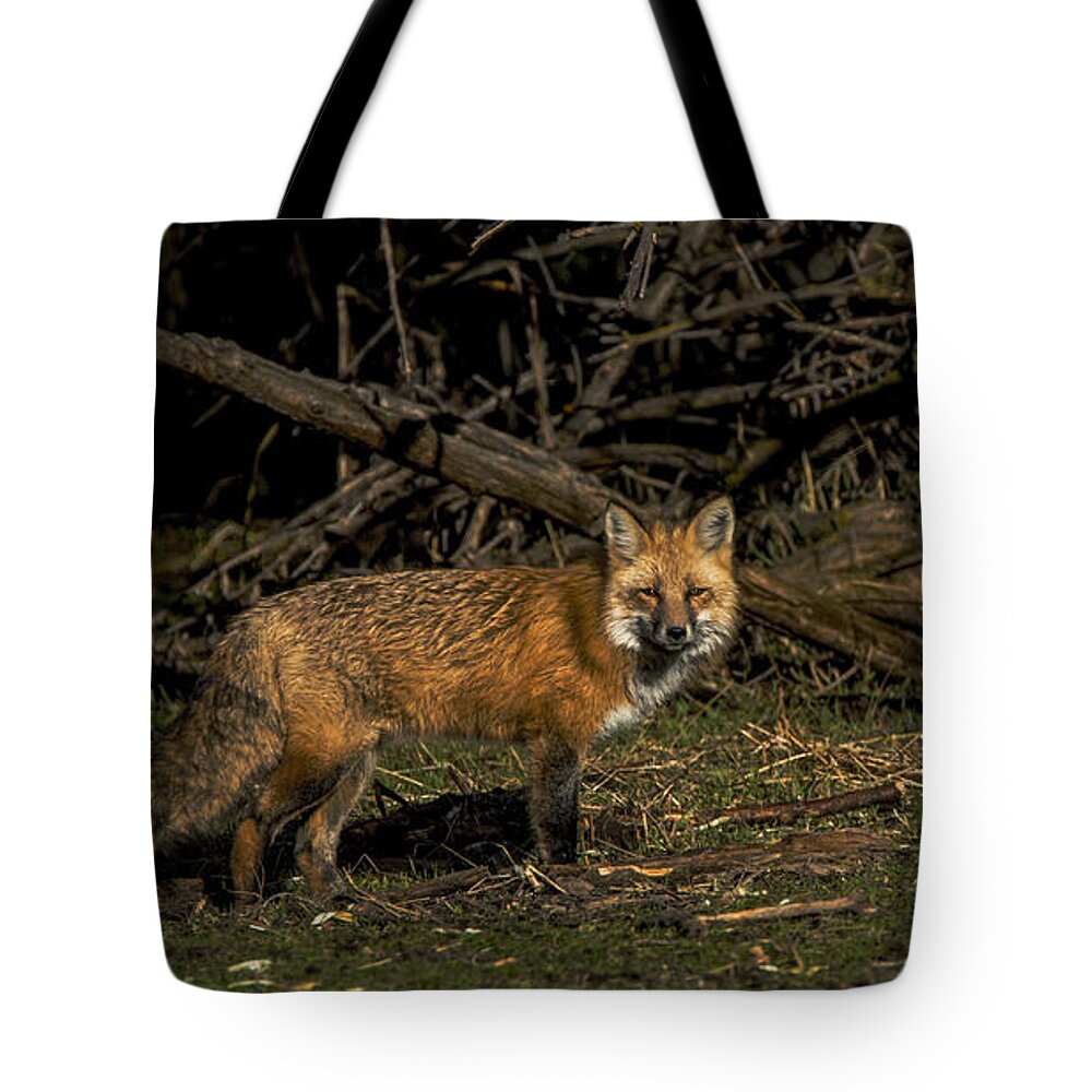 Fox In Sunlit Forest Clearing Tote Bag